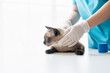 © Charlie's - Vet surgeon. Siamese Cat on examination table of veterinarian clinic. Veterinary care. Vet doctor and Siamese cat