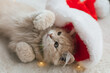 © Гульназ Нурмехамитов - kitten, Santa hat, Christmas hat, Christmas kitten, festive kitten, holiday kitten, cute kitten, adorable kitten