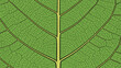 © MD - Macro view of a vibrant green leaf highlighting the complex network of veins and cells in a beautiful natural geometric pattern for botanical study.