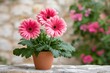 © kardaska - Pink gerbera daisies blooming in terracotta pot