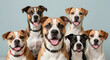 © aosa - Close-up group portrait of six happy, smiling mixed breed dogs with various fur colors