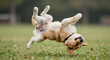 © aosa - Happy small light brown and white dog playfully rolling on its back in green grass