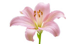 Pink lily flower in full bloom, elegant and beautiful, a symbol of purity and grace