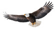 © Natasha - Powerful American bald eagle soaring with wings spread, a symbol of freedom and strength.