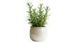 © Natasha - Fragrant fresh rosemary plant in a stylish ceramic pot, ideal for cooking and home decor