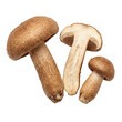 © Plumbum Studio - Fresh and organic shiitake mushrooms on a pure white background, showcasing their natural texture and culinary appeal, perfect for healthy cooking ingredients