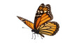 © Rowan - Colorful monarch butterfly spreading its elegant orange and black wings, close up detail