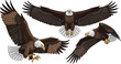 © Lunavera art - Bald eagle flying poses set with spread wings hunting attack and glide wildlife bird vector illustration majestic predator isolated design