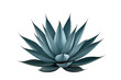© Krtola  - Blue agave plant with succulent spiky leaves illustrating botany, growth, natural beauty, and a desert concept, transparent background