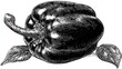 © malayeka - Detailed black and white engraving illustration depicts a single mature sweet pepper with attached stem and surrounding leaves