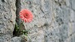 © Elina - Pink gerbera flower growing from stone wall against natural background