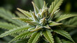 © Stacy - Detail of the bud of a Skunk cannabis plant