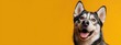 © Fahri - Happy dog portrait against vibrant yellow background copy space