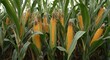 © The 2R Artificiality - A close up of tall maize plants with abundant starchy kernels ready for harvest