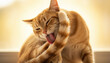 © Ajronujen - Orange cat grooming itself while relaxing in warm sunlight