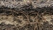 © Felippe Lopes - A close-up view of soil with visible roots and dirt layers