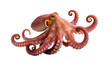 © Femke - Detailed brown octopus with textured skin and curled tentacles, gracefully posed isolated on transparent background for marine biology studies