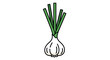 © Sathi - Minimalist illustration of a garlic bulb with green shoots, representing a fundamental aromatic ingredient and fresh garden growth, perfect for culinary and herb themes.