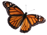 Isolated monarch butterfly with vivid orange wings spread, elegant insect in flight.