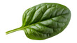 © amma - Spinach leaf with stem green leafy green isolated on a transparent background