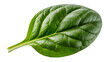 © sagar - Green spinach leaf with visible veins on black leafy green isolated on a transparent background