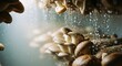 © SashaMagic - Fresh mushrooms under water spray with soft focus background