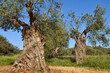 © robertharding - Millennial olive trees in an olive grove at a rural hotel in Alentejo, Portugal
