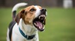 © Deamard - Portrait of a mad dog barking loudly outdoors, highlighting the intensity of a protective pet.