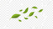 © Suminah - Group of realistic green mint leaves flying and fluttering in the wind motion isolated on transparent background, botanical vector illustration of fresh foliage blowing in breeze.