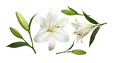 White lily flowers and buds isolated on a transparent background, showcasing their elegant beauty as a photograph.