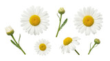 Beautiful fresh chamomile daisy flowers and unopened buds, a collection perfectly isolated on a transparent background.