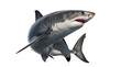 © Steven - Impressive great white shark in a powerful dynamic pose with open jaws, displaying sharp teeth.