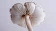 © Harry - A close-up view of a white mushroom with a long stem and gills against a plain background