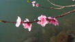 © Sunnight - Fleurs de pêcher roses au printemps, éclairées par une lumière douce, flottant paisiblement sur l'eau bleue, avec un arrière-plan urbain flou et une impressionnisme. Prunus
