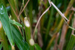 © AnrizStock - Close Up of Freshly Cut Green Bamboo Stems