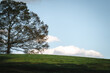© Trey - Large deciduous tree on a green grassy hill under blue sky