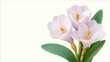 © Oksana - Minimalist digital illustration of light purple crocus flowers with green leaves on a clean white background. Elegant spring botanical design.