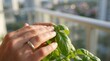 © Muhammad - Hand gently touching green basil leaves on balcony with city view.