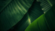 © Magdalena Wojaczek - Abstract arrangement of deep emerald green banana leaves creates a dramatic backdrop texture full of natural lines and shadows.