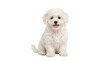 © Marie - Fluffy white Bichon Frise puppy sitting happy expression, isolated on transparent background for pet designs