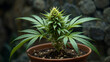© Kyle - Flowerpot with female cannabis plant, Indica hybrid in vegetative phase