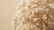 © VolumeThings - Fragile dried gypsophila close-up. Beige flower arrangement for minimalist decor, romantic cards, rustic themes, and natural living ideas