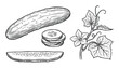 © GoDesigner - Cucumber vegetable set with whole fruit and slices hand drawn botanical sketch isolated illustration