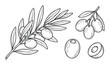 © GoDesigner - Olive branch and fruit sketches with branch of leaves and pitted olives plus cross section view set