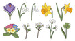 © Mobo - Hand-drawn spring flower collection with crocus, daffodils, snowdrops, and primrose illustrations on a clean white background for seasonal floral design projects.