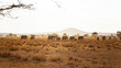 © ADDICTIVE STOCK - Elephant herd in the Serengeti during golden safari hours