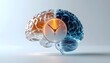 © Pitohui - Circadian Rhythm and Brain Activity: Biological Clock Regulating Human Sleep-Wake Cycle