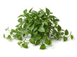 © Graphic - Lush Green Pothos Plant with Trailing Vines Isolated on White Background, Indoor Tropical Foliage