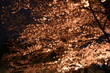 © まじん - 千鳥ヶ淵緑道の夜桜
