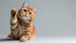 © arsya - Ginger cat reaching upward on gray